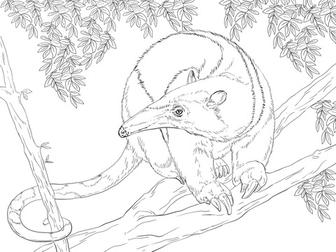 Northern Tamandua On A Tree Coloring Page